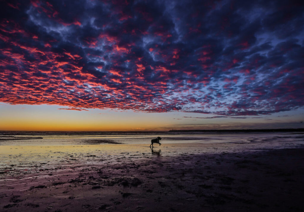 Sunset Image with Dog Silhouette