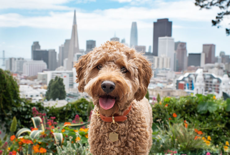 Charlee the Doodle enjoying the view in San Francisco