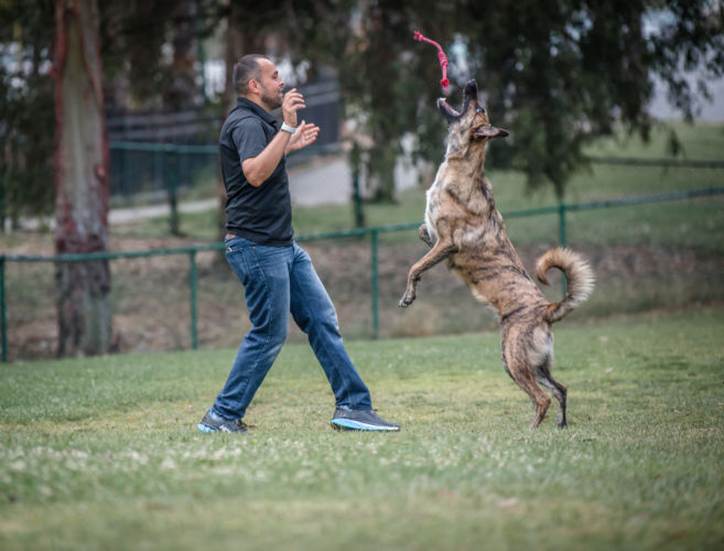 Fernanado Canine Education - San Diego DogTraining