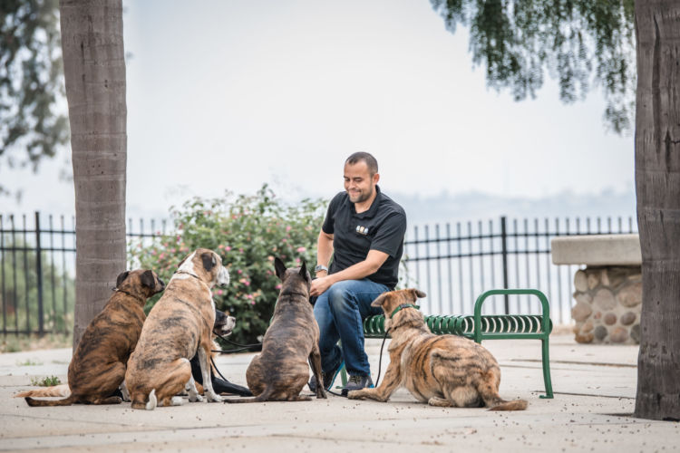 Fernanado Canine Education - San Diego DogTraining